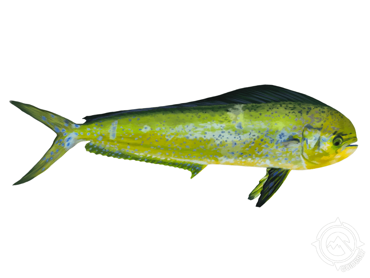 Mahi Mahi or Common Dolphinfish